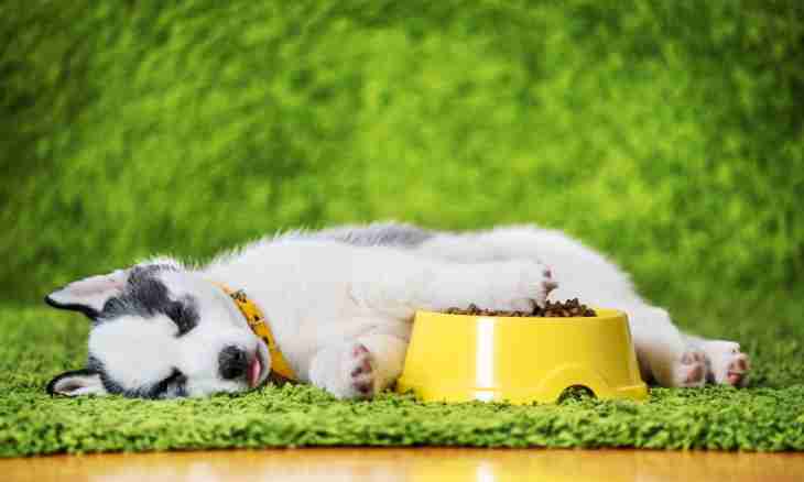 How to feed a puppy with dry feeds